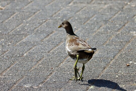 Female of the little crake - Zapornia parva - waterbird of the family Rallidae seen in Dusseldorf city, Germany