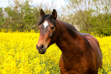 beautiful brown quarter horse portrait in a yellow rape seed field on a sunny day