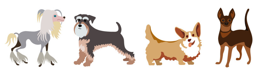 Set of miniature dog breeds: Chinese crested dog, schnauzer, Pembroke Welsh corgi and mini pinscher. Hand drawn vector illustration. 