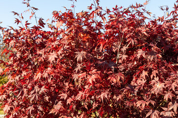 A maple tree with red leaves is on a blurred background