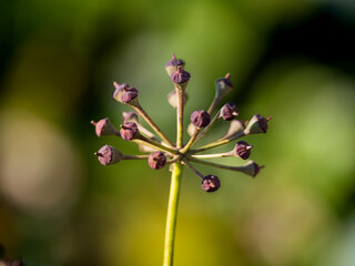 El nacimiento de una flor