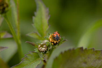 Ladybag on a leaf