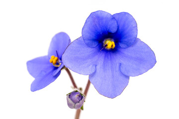 Fototapeta na wymiar violet flowers on a white background macro