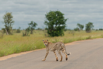 Cheetah - Acinonyx jubatus crossing the road. Photo from Kruger National Park in South Africa.