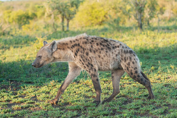 Spotted hyena - Crocuta crocuta, also known as the laughing hyena walking on grass with yellow-green background. Photo from Kruger National Park in South Africa.