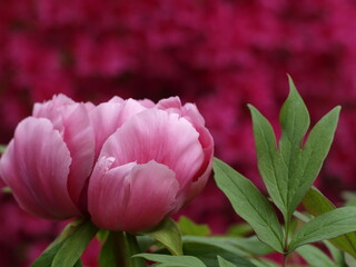 pink rosa Blüte einer Pfingstrose vor magenta rot Hintergrund 