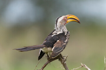 Southern yellow-billed hornbill - Tockus leucomelas perched. Photo from Kruger National Park in South Africa.