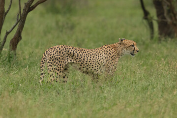 Cheetah - Acinonyx jubatus walking though the green grass. Photo from Kruger National Park in South Afrcia.