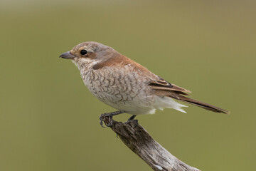 Red-backed shrike - Lanius collurio perched with green background. Photo from Kruger National Park in South Africa.