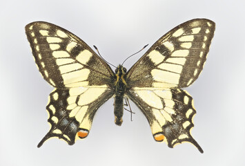 Swallowtail butterflyr, Papilio machaon (family Papilionidae).