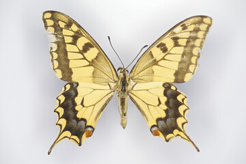 Swallowtail butterflyr, Papilio machaon (family Papilionidae).