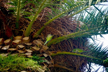 green monk parakeet in a palm in Spain, Catalonia