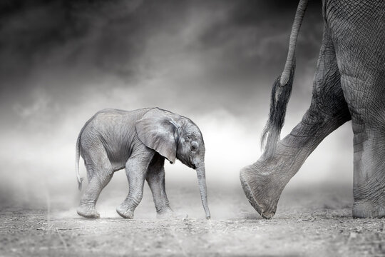  Black-and-white art: a newborn baby elephant following  huge legs and tail of mother elephant in a cloud of dust. Side view, artistic postprocess, poster or illustration theme.