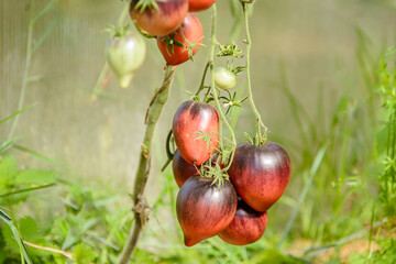 red-black plum tomatoes growing on a branch in a greenhouse