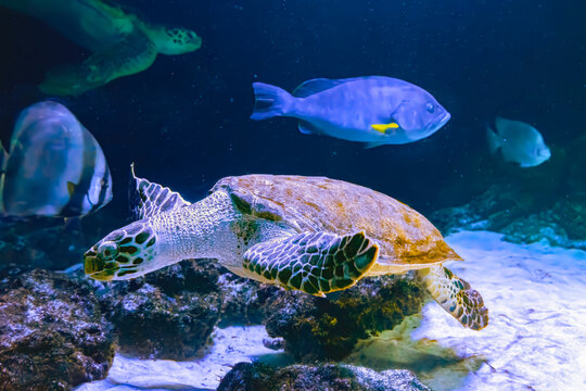 Green sea turtle Chelonia mydas swinning in aquarium, oceanarium blue water. Ocean, marine, aqueatic, underwater life.