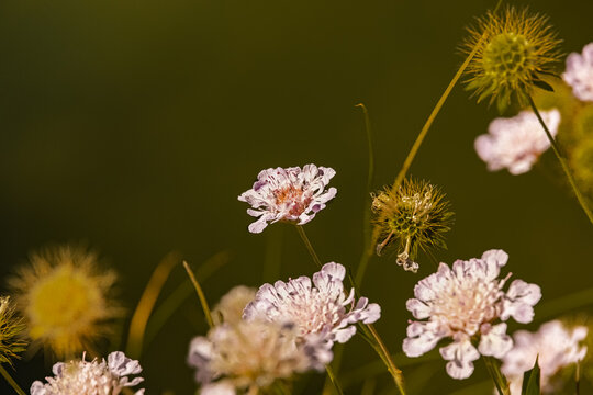 wild bertram,  achillea ptarmica, a beautiful flower in the landscape