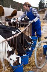 Adult man giving calves water from bucket at dairy farm