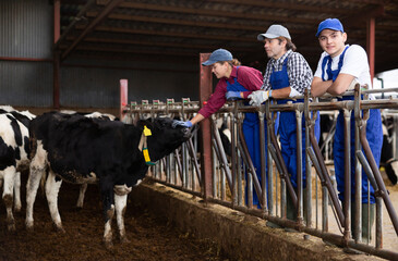 Successful adult dairy farm owner with guy and young female posing together while working in stall...