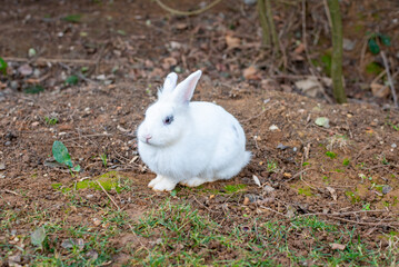 rabbit