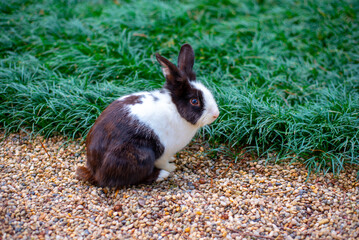 rabbit