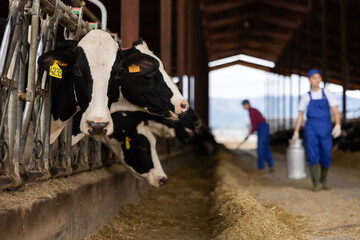 Skillful farmers work in open cowshed at dairy cow farm