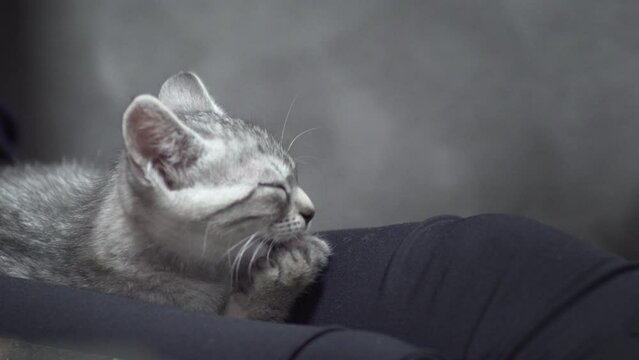 Tabby kitten licking and cleaning itself while sitting in the owner's lap