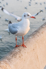 The seagull is standing on the edge of the bridge.