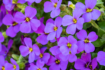 violet flowers from greek blue pillow