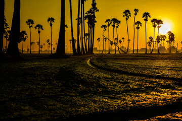 Plakat landscape of Sugar palm tree during twilight sunrise at Pathumthani province,Thailand