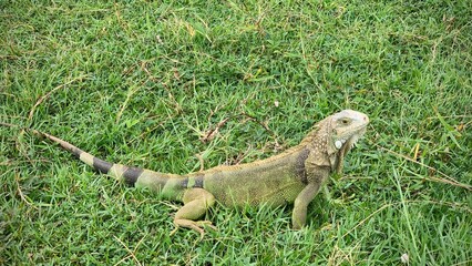 Iguana sitting on the grass in Puerto Rico