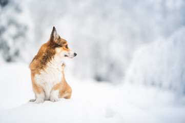Cute welsh corgi Pembroke dog in wintertime