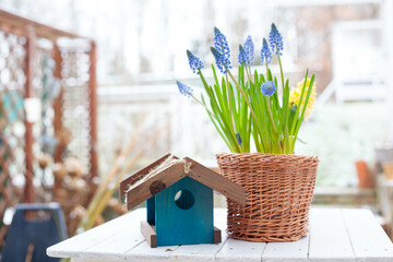 spring flowers decoration bulb flowers grape hyacinth Muscari and yellow hyacinth in handmade wickery basket  outdoors