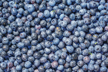 close up on fresh blueberry as food background