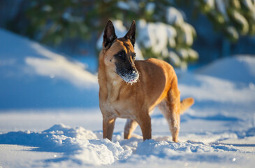 Adult belgian shepherd malinois dog in winter forest