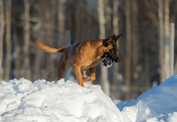 Belgian shepherd malinois dog playing with in the snow with black dog toy