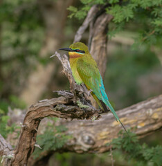 Bird sitting on a branch; beautiful bird sitting on a branch; colourful bird; colorful bird; Blue tailed bee eater from Sri Lanka, Wilpattu National Park	