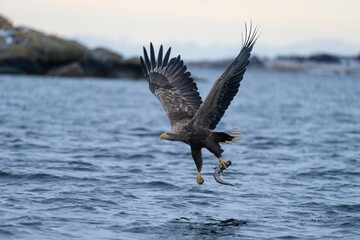White-tailed Eagle