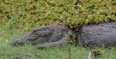 Close up of a crocodile; crocodile jaws; Mugger Crocodile; Crocodile with its mouth open basking in the sun; crocodiles resting; mugger crocodile from Sri Lanka	
