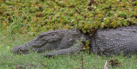 Close up of a crocodile; crocodile jaws; Mugger Crocodile; Crocodile with its mouth open basking in...