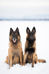 two tervueren belgian shepherd dogs sitting in the snow in winter