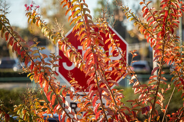 Stop Sign blocked by overgrowth of a bush - obrazy, fototapety, plakaty