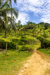 Vegetation, sand and trail at Prainha beach