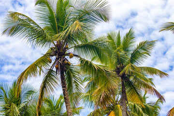 Fototapeta na wymiar Coconut tree at Prainha beach trail
