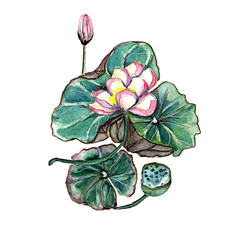 Watercolor hand drawn botanical illustration of pink lotus flower.