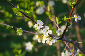 Cherry blossoms in spring park. Beautiful tree branches with white flowers in warm sunset light.