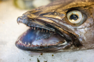 Deep sea dried fish with open mouths and sharp teeth on the ice close up. Seafood, street food,...