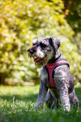 The obedient puppy Zwergschnauzer is sitting on a green lawn on nature in sunny day. Hunting, guarding dogs breed. A doggy walking outdoors. Canine animal, pet in green park, woods vertical background