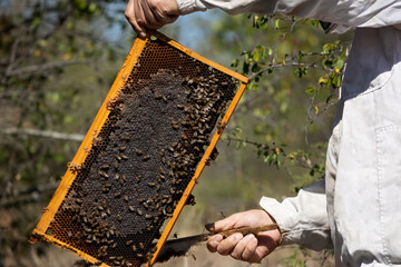 Apiary worker or beekeeper manage colonies of honeybees for the production of honey in the field.