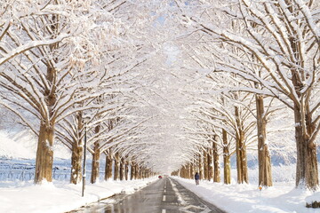 冬、雪のメタセコイヤ並木 Metasequoia trees in winter and...