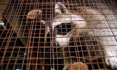 A raccoon living in a cage © Artreyu
